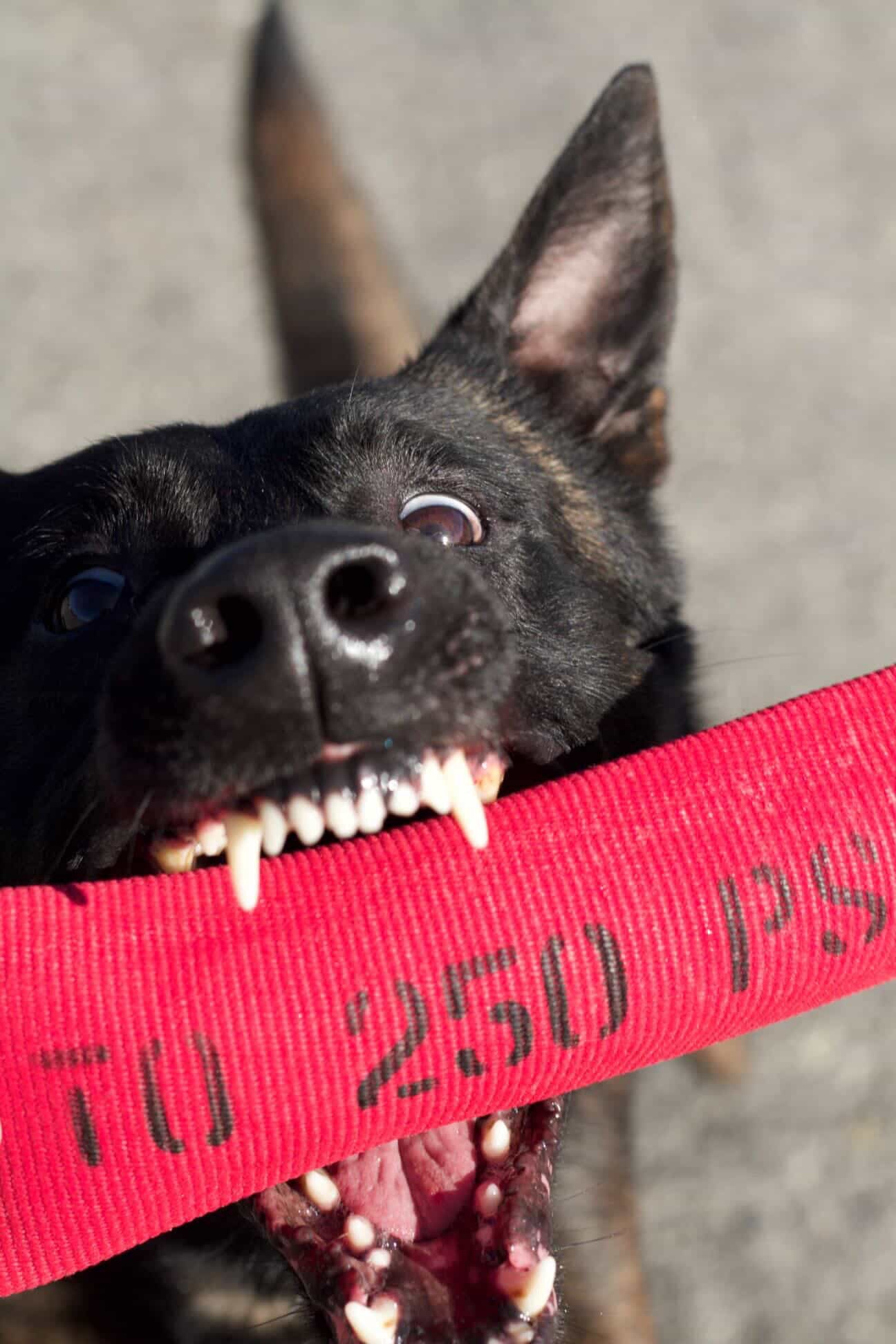 Ozzy Fire Hose Dog Tug