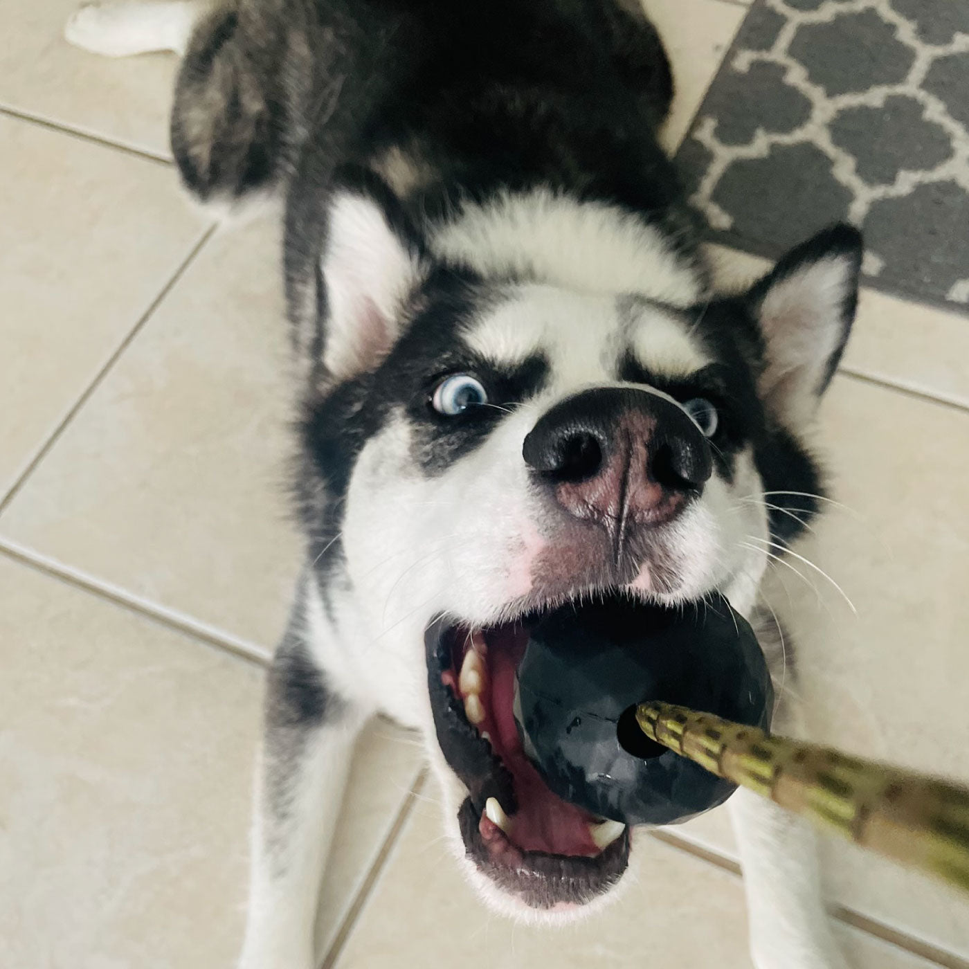 dog with ball tug on a rope durable strong balls fetch toys in a k9opsbox k9ops k9-ops