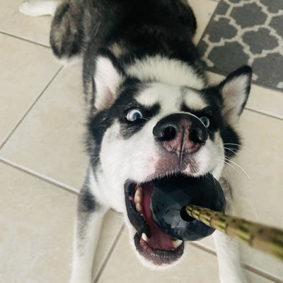 dog with ball tug on a rope durable strong balls fetch toys in a k9opsbox k9ops k9-ops