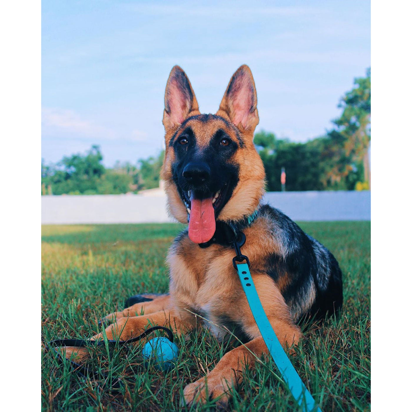 MADE TO ORDER - Pro-Tech BioThane Custom Dog Leash