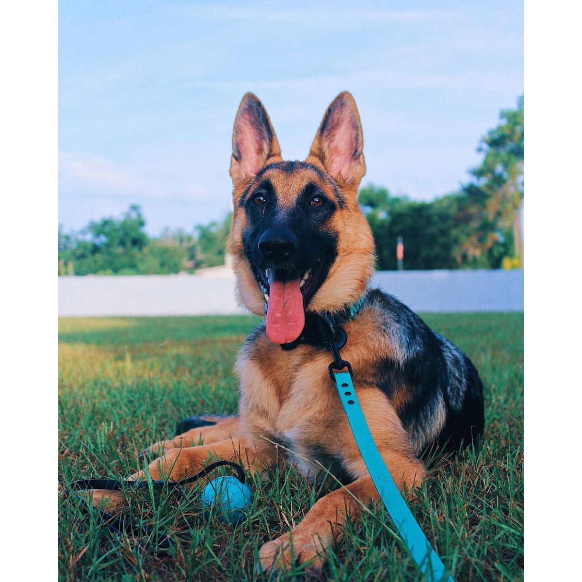 MADE TO ORDER - 1/2" Pro-Tech BioThane Custom Dog Leash