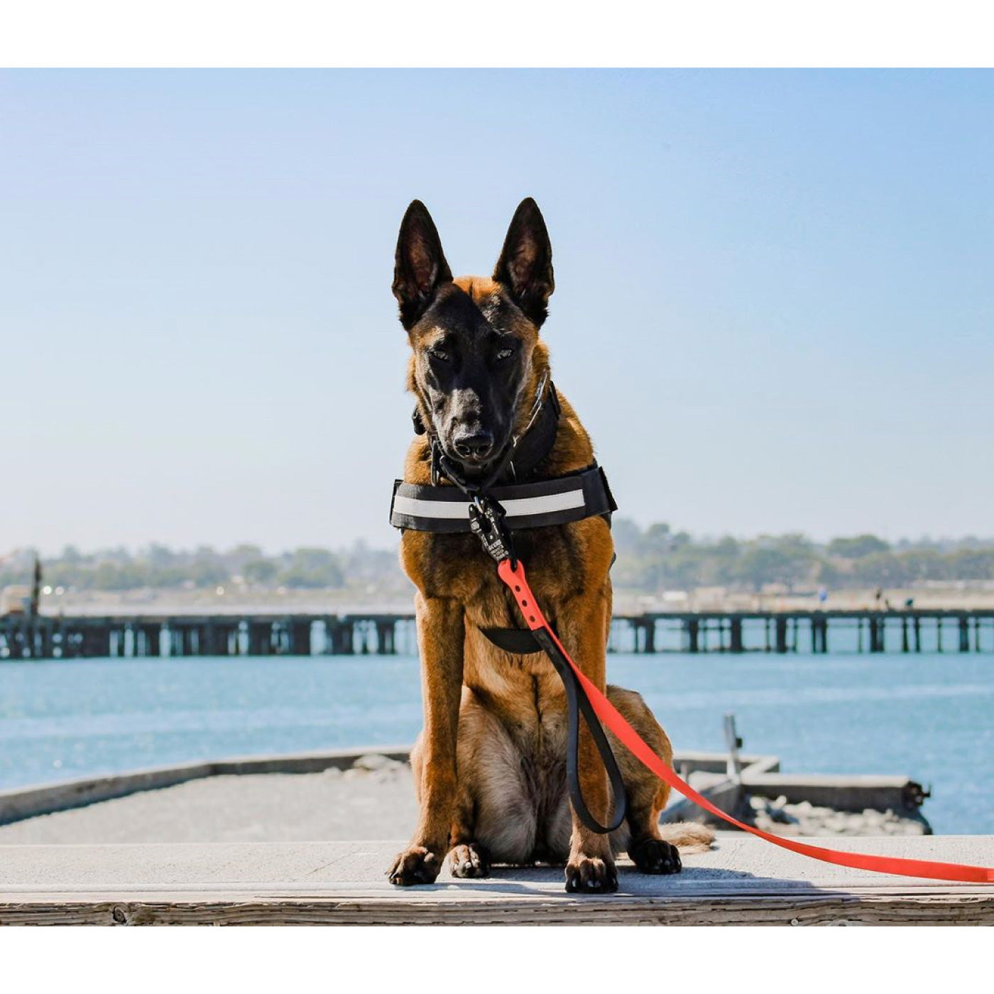 MADE TO ORDER - Pro-Tech BioThane Custom Dog Leash