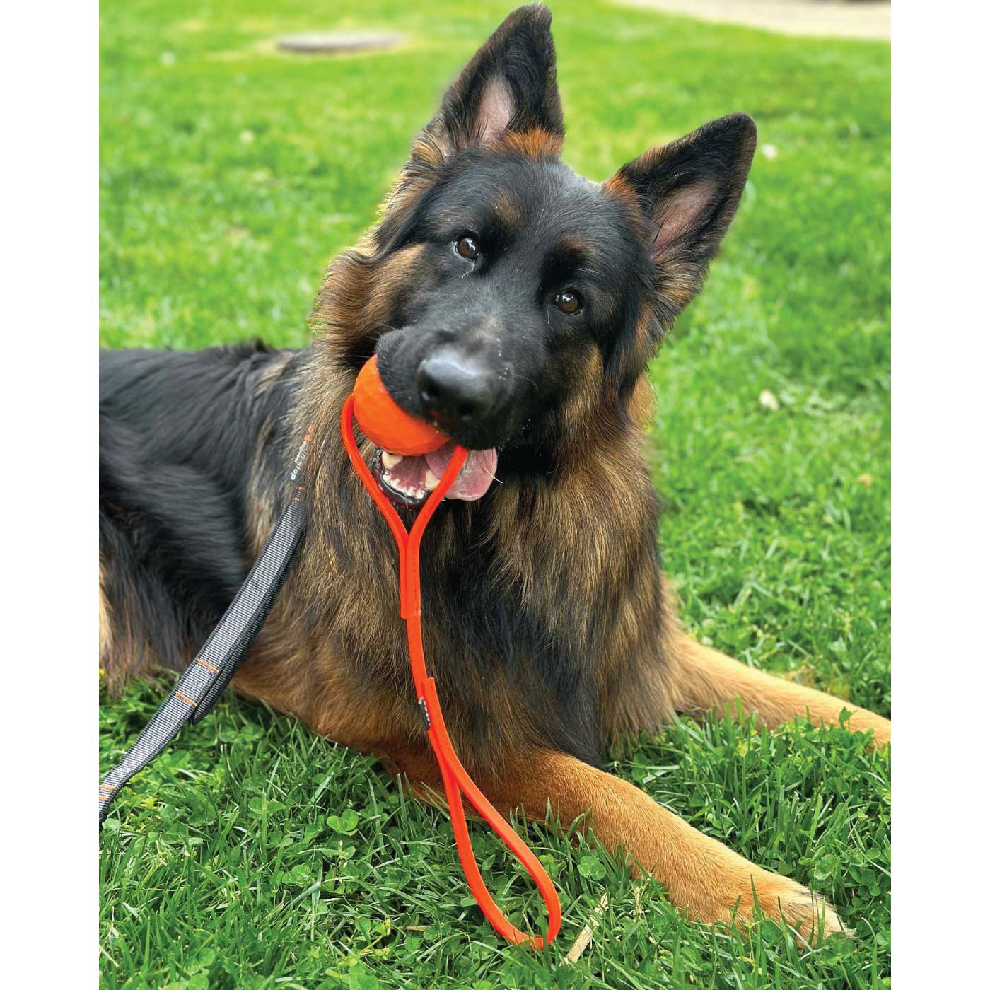 indestructible orange dog ball king kong chew toy durable toys