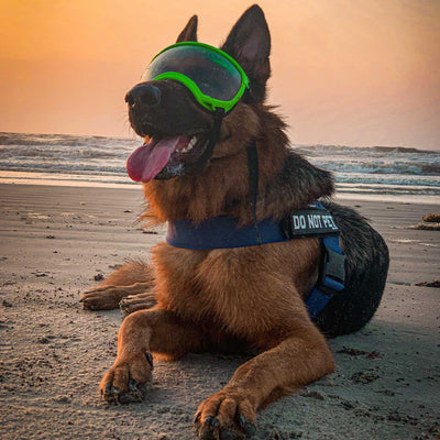 Do Not Pet - Rubber/PVC Velcro Patch