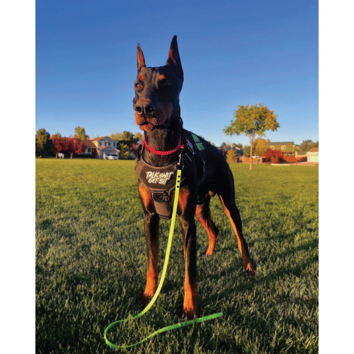 MADE TO ORDER - Pro-Tech BioThane Custom Dog Leash