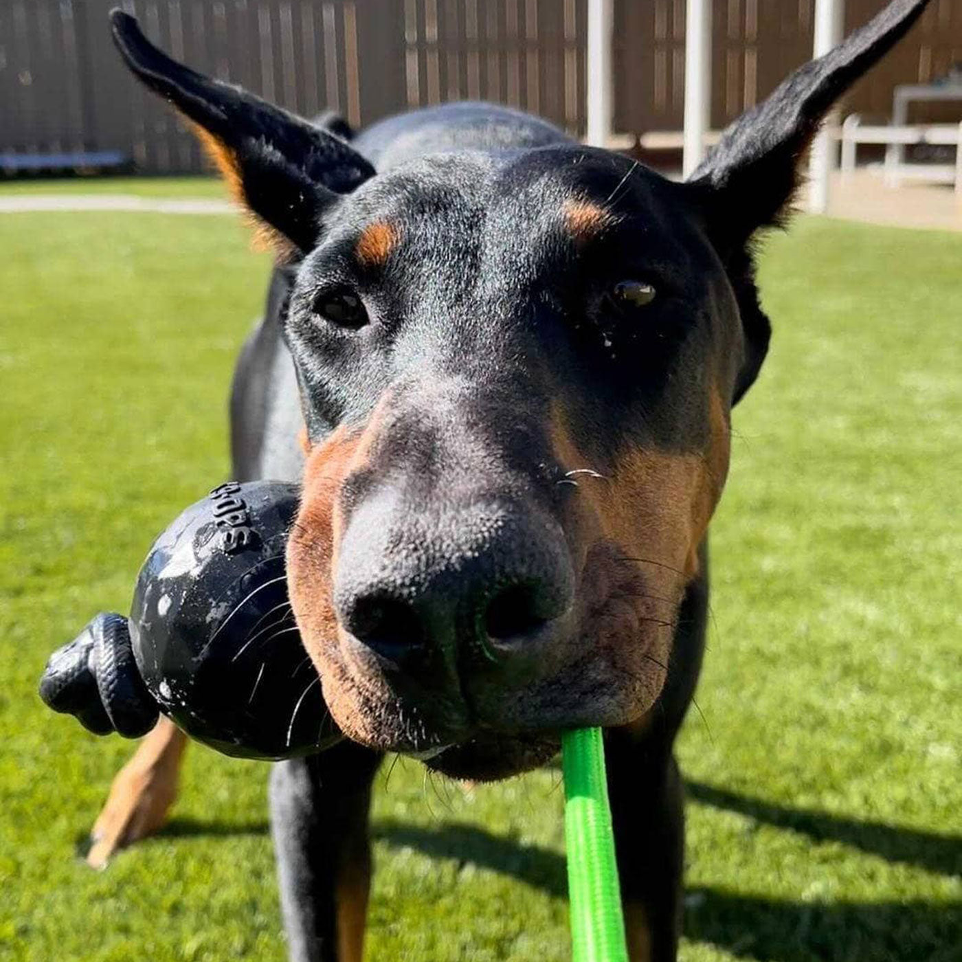 indestructible rubber dog ball on a rope fetch toys k9 ops k9opsbox k9ops