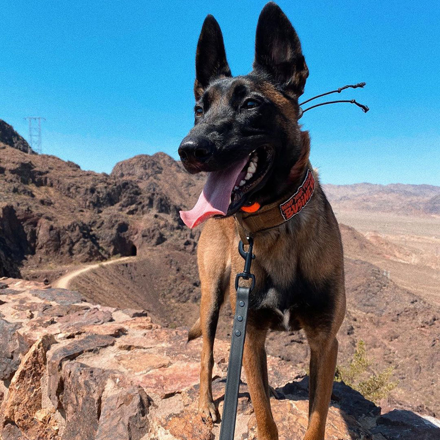 READY TO SHIP - 3/4" Pro-Tech BioThane Leash