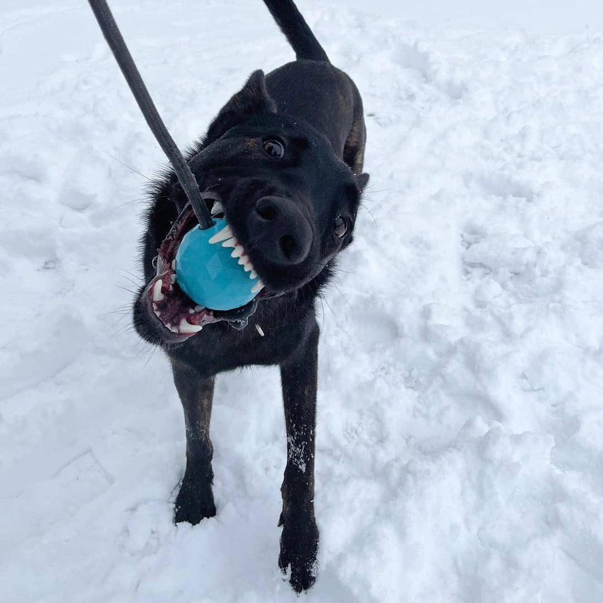 blue dog ball with a rope very strong chew toys for dogs in black k9opsbox for k9-ops