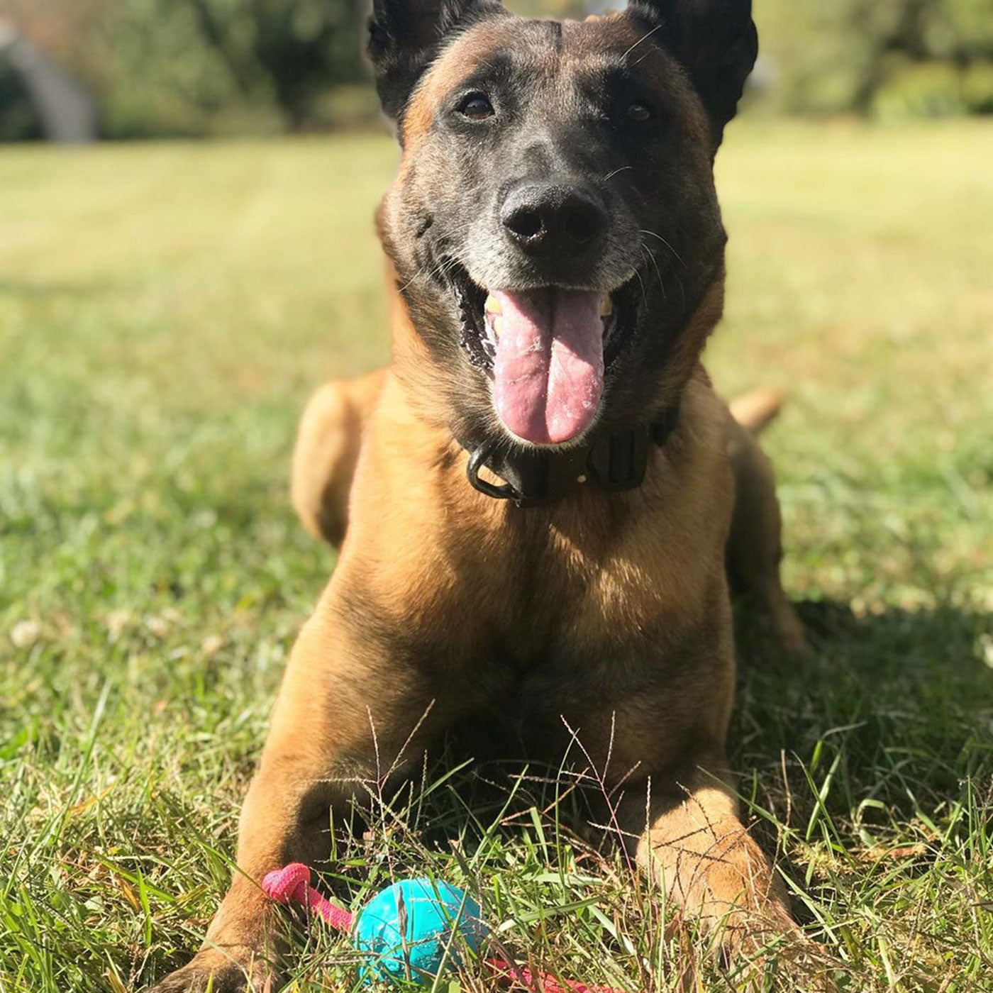 durable dog ball on a rope the best fetch toy in a k9opsbox k9-ops k9ops