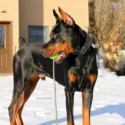 Moki Rope Tug - Envy Green