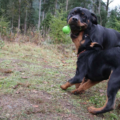good dog ball durable chew toys indestructible fetch toy training k9ops k9 ops green balls