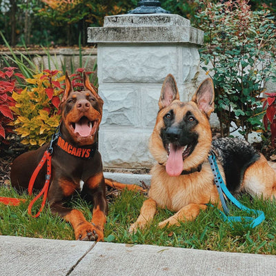 SALE - READY TO SHIP - 1/2" Pro-Tech BioThane Leash