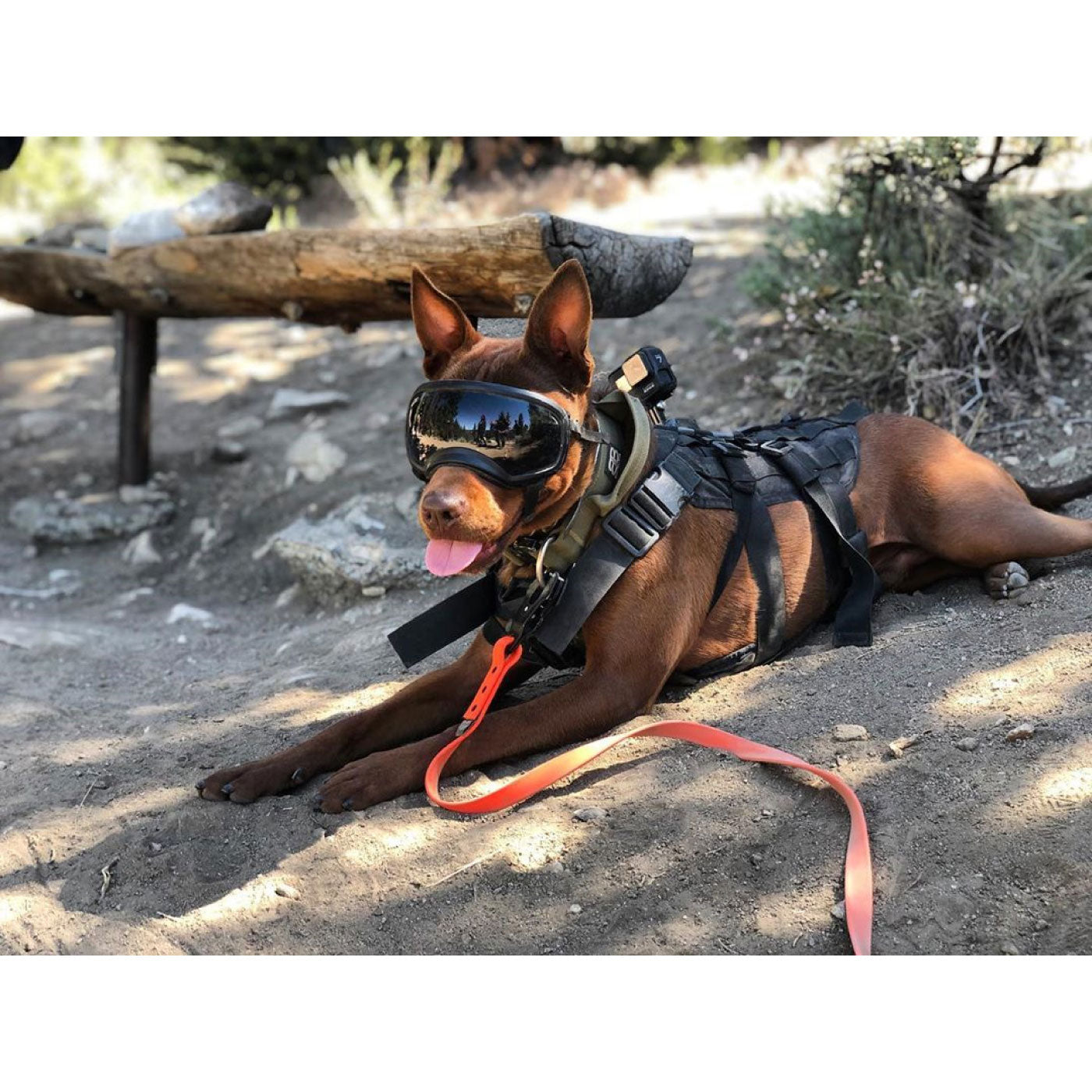 MADE TO ORDER - 3/4" Pro-Tech BioThane Custom Dog Leash