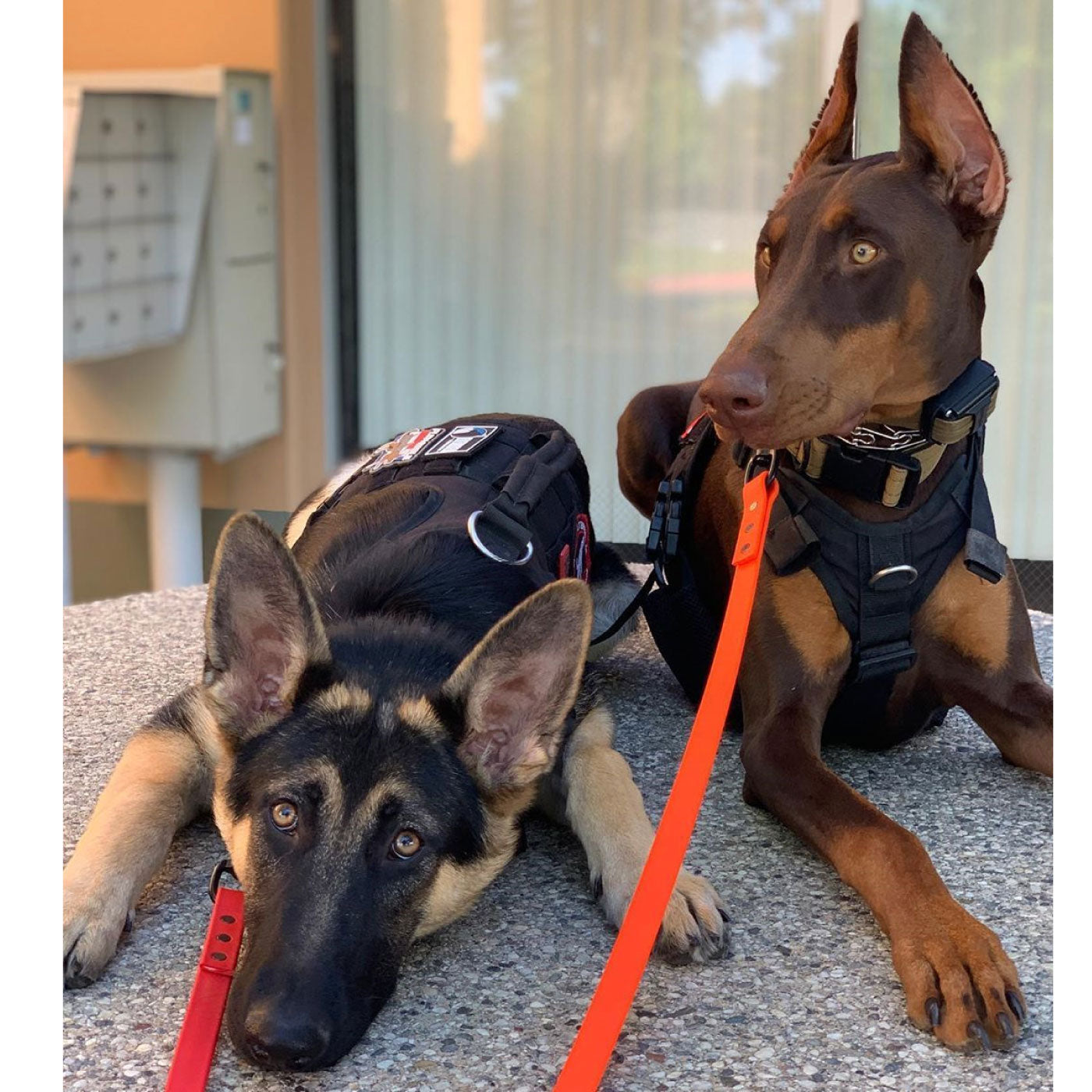 MADE TO ORDER - 1/2" Pro-Tech BioThane Custom Dog Leash