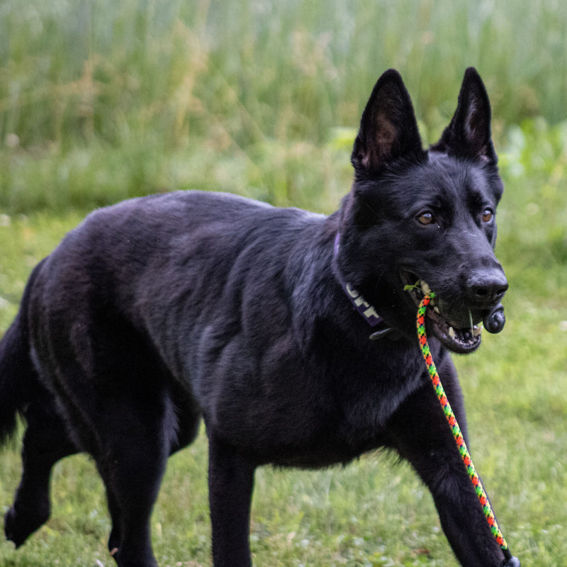 black dog ball with a rope k9ops durable strong fetch toys indestructible toys in a k9opsbox