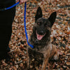 SALE - READY TO SHIP - 3/4" Pro-Tech BioThane Leash