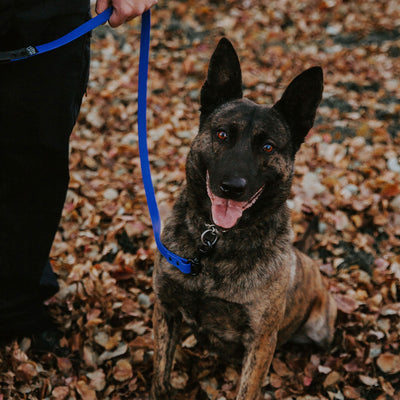 SALE - READY TO SHIP - 3/4" Pro-Tech BioThane Leash