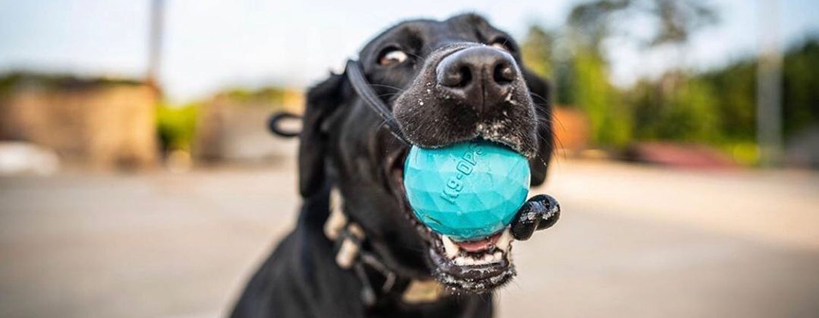 Dog Chew Training Toys