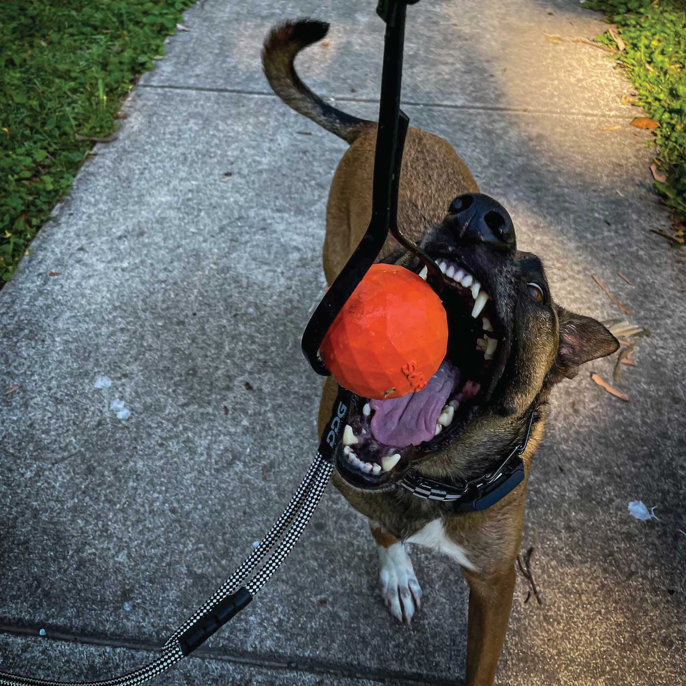 https://k9opsusa.com/cdn/shop/files/orange-dog-ball-with-handle-training-tug-k9ops-box-durable-ball-indestructible-k9-ops_2000x.jpg?v=1697058950