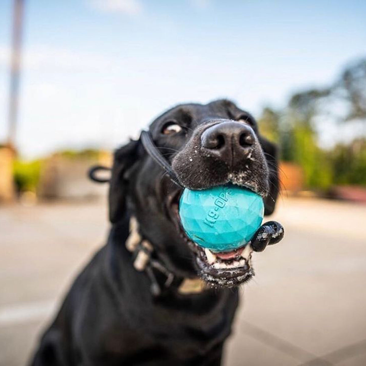 blue dog ball with a rope durable strong fetch toy indestructible rubber ball in a k9opsbox k9-ops