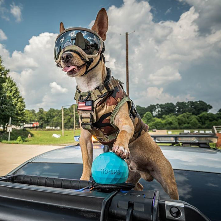 cute dog photo chihuahua dog ball k9ops balls in a k9opsbox