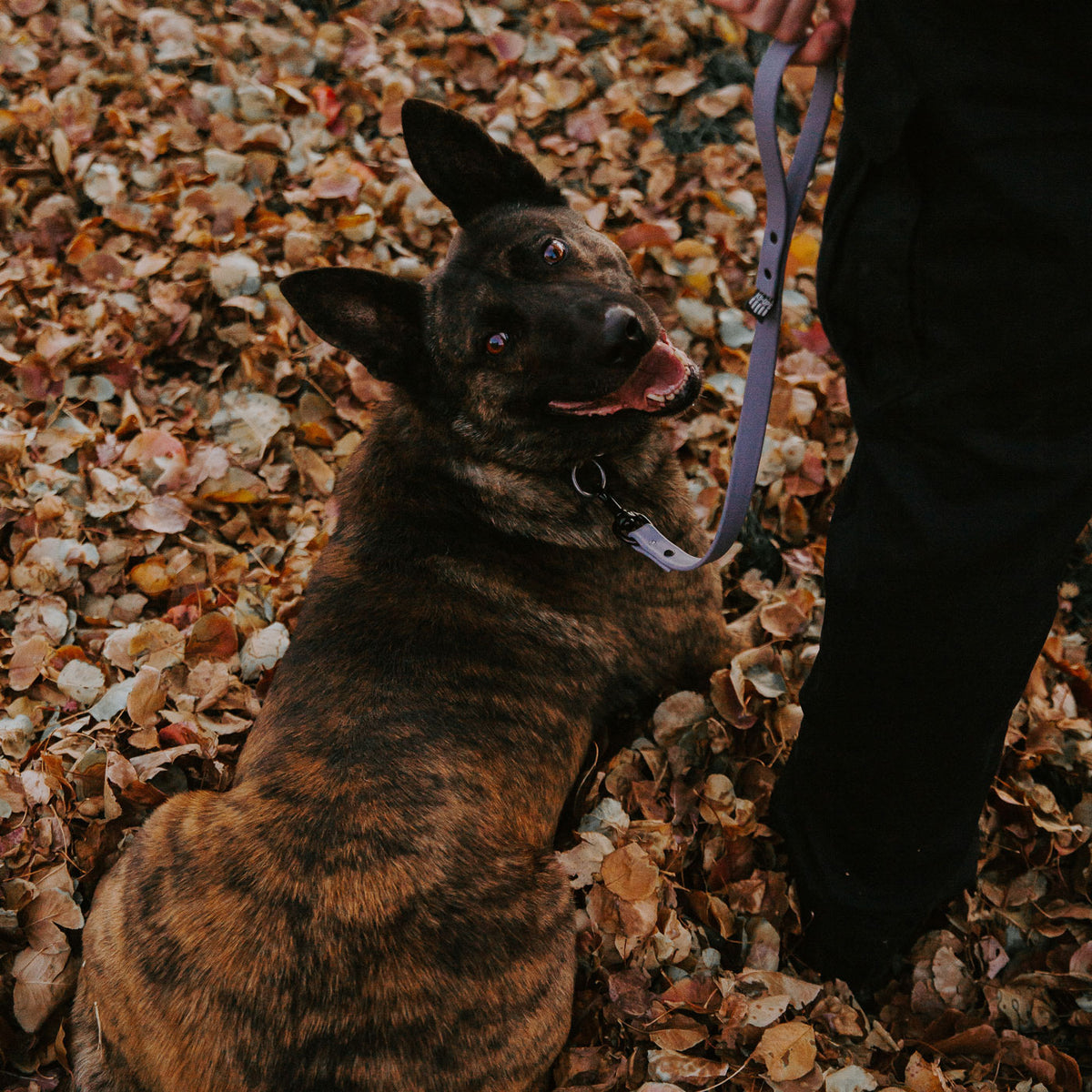 READY TO SHIP - 1/2" Pro-Tech BioThane Leash